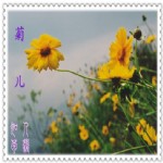 朗诵,配乐散文《菊儿》,配乐散文,菊儿,朗诵,人淡如菊