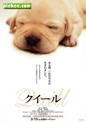 美文朗读,放弃天堂的导盲犬,放弃,天堂,导盲犬,感人,故事