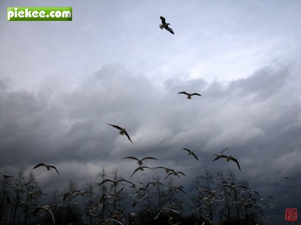 朗诵,黑狼,阿紫